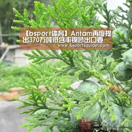 【bsport体育】Antam再度提出370万吨低含率镍砂出口要求(图3) bsport直播